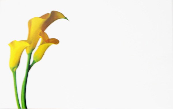 Picture of Florist Cards Small Yellow Calla Lily x 50pcs